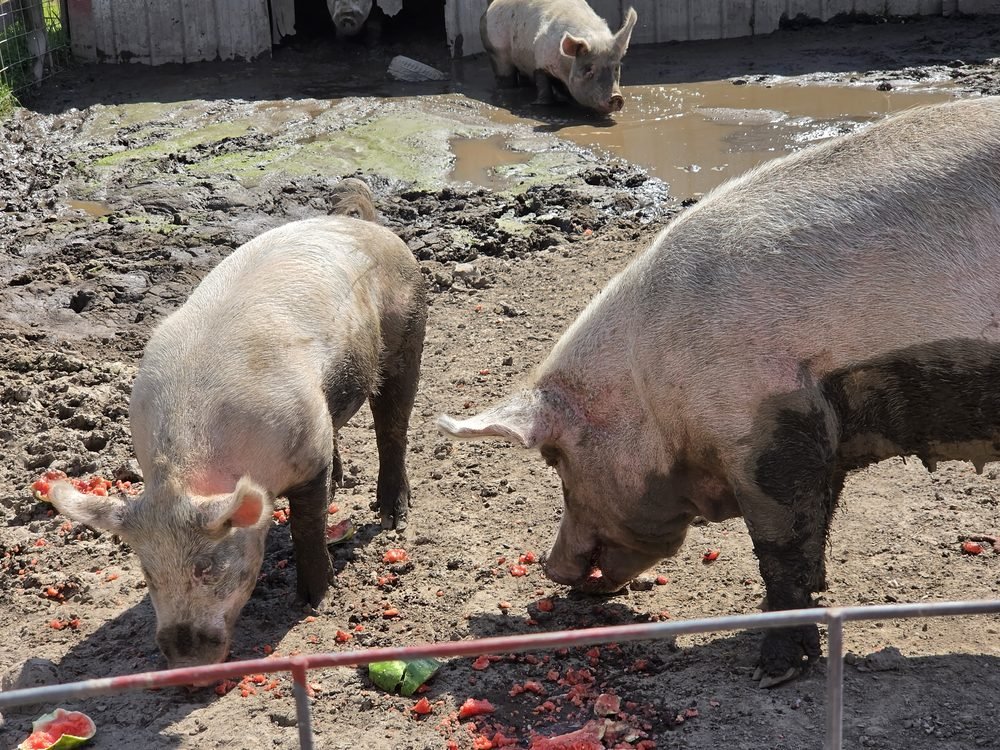 Two pigs eating watermelon at SoulSpace Farm Sanctuary