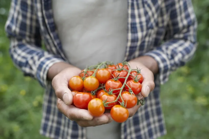 Fresh ripe tomatoes from the GrowTheHarvest campaign