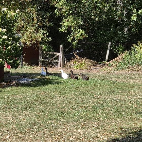Ducks and geese crossing the sanctuary garden