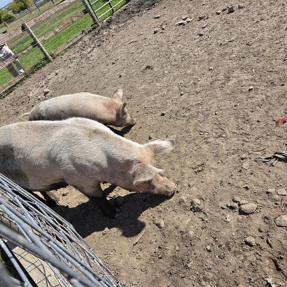 Two pigs strolling across their yard