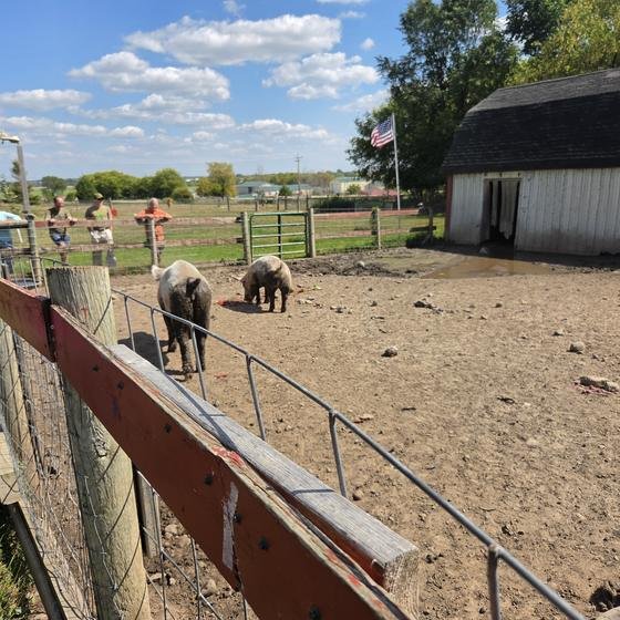 The pig yard and white barn under a blue sky