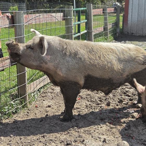 A large pig greeting a visitor at the fence