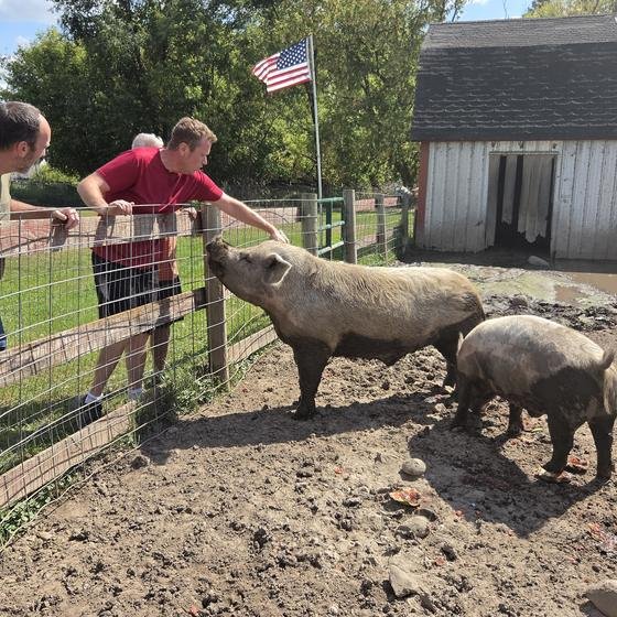 Two visitors reaching over the fence to pet a pig