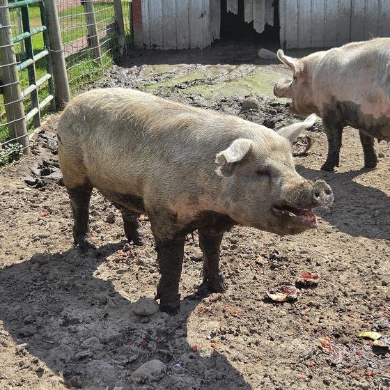 A muddy pig that looks like it is smiling