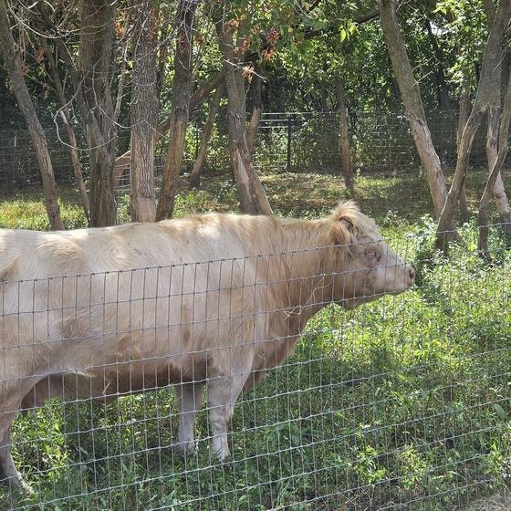 A cream colored cow standing in the shade of the trees