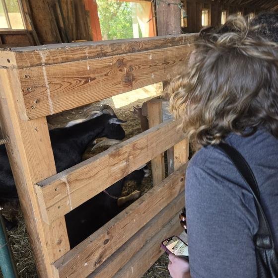 A visitor leaning over a pen to meet a black goat