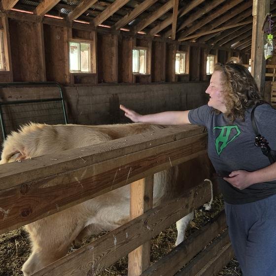 A Harvest Pack team member petting a cream colored cow