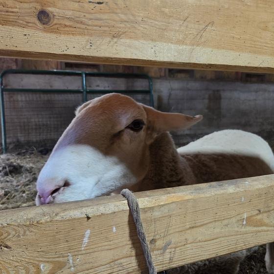 A brown and white sheep resting its chin on a fence rail