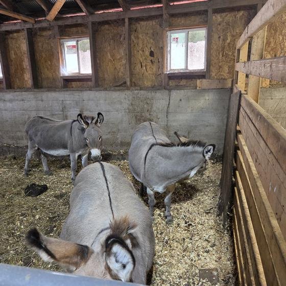 Three miniature donkeys in their barn stall
