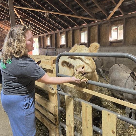A Harvest Pack team member feeding a cow and donkey at the gate