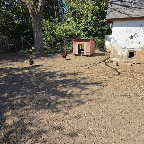 Chickens roaming a shady yard by their coop