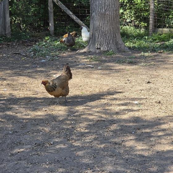 A speckled hen scratching in the dirt