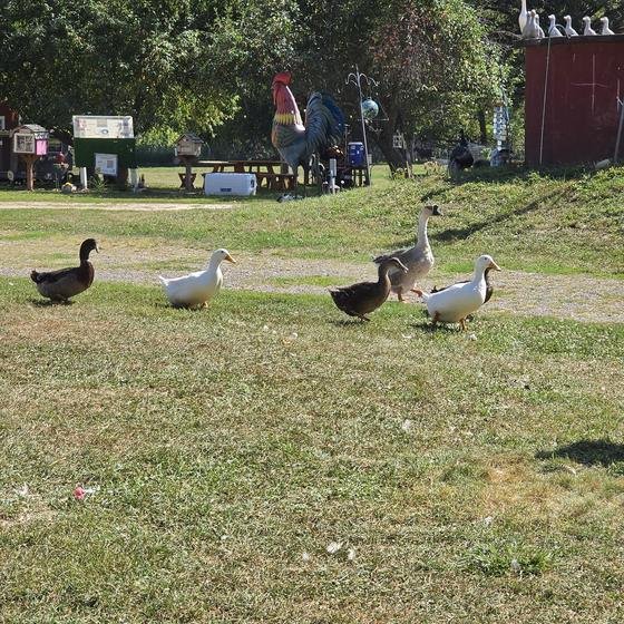 Ducks and geese waddling across the grass