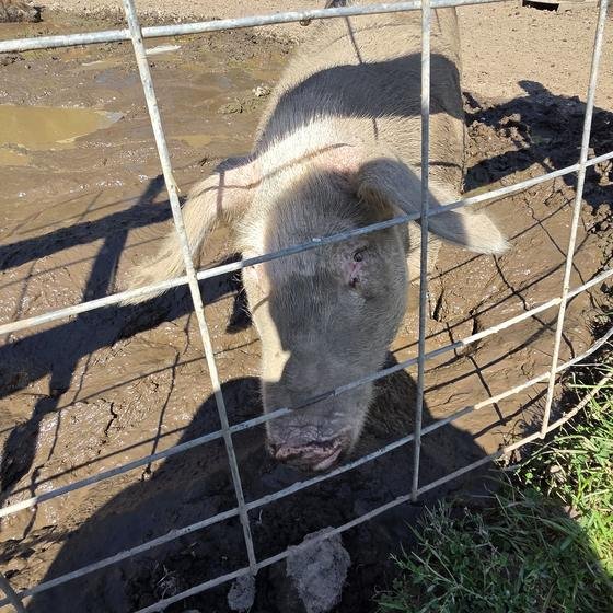 A pig nosing through the fence from a muddy pen