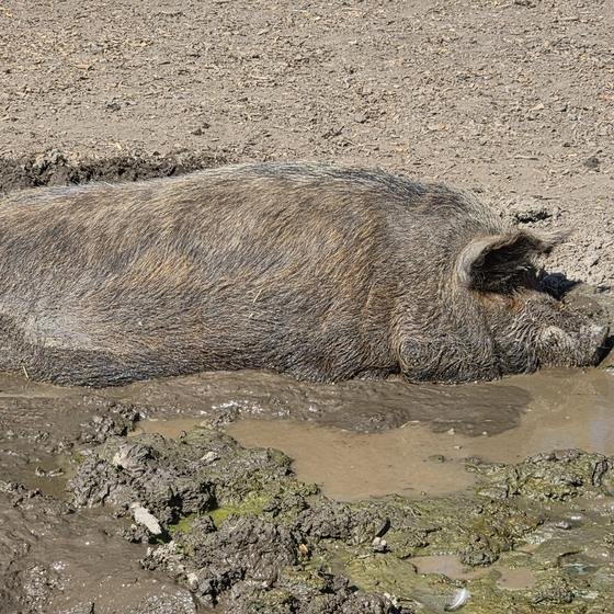 A large pig napping in the mud