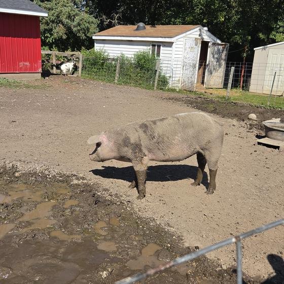 A pig standing beside a puddle near the red barns