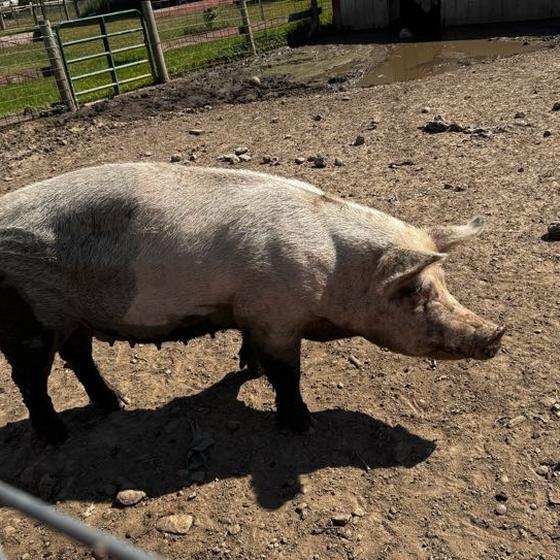A pig walking across its yard