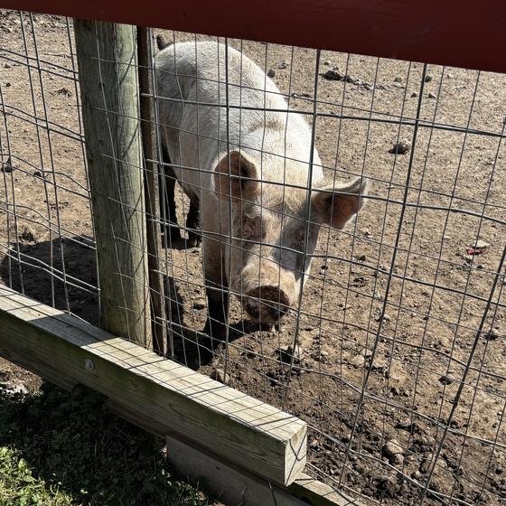 A pink pig looking out through the fence