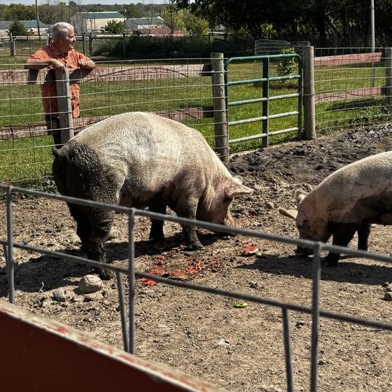 Pigs snacking on watermelon while a visitor looks on