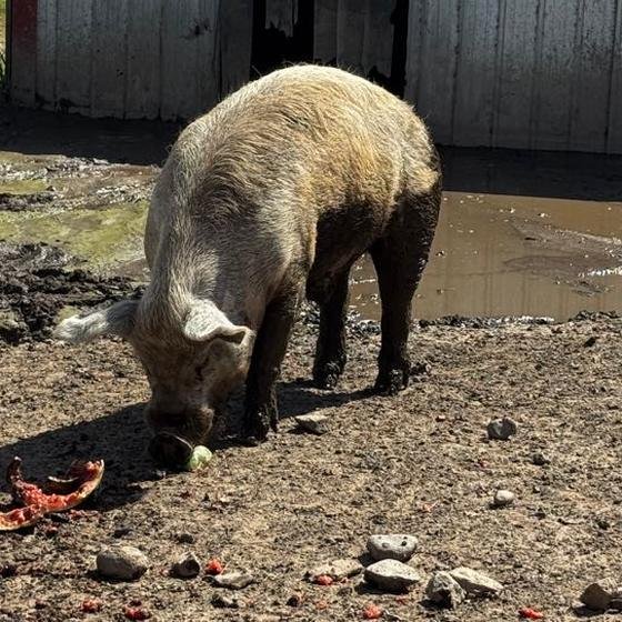 A pig snacking on watermelon rinds