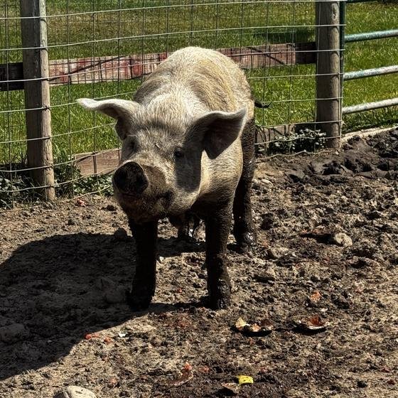 A pig facing the camera in the sunshine