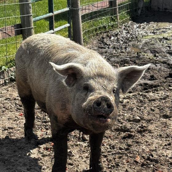 A pig with floppy ears looking straight at the camera