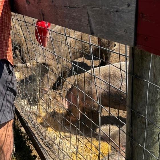 Pigs gathering as food is poured into their trough