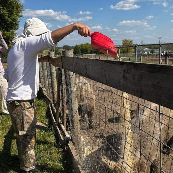 A Harvest Pack team member pouring collected ingredients over the fence for the pigs