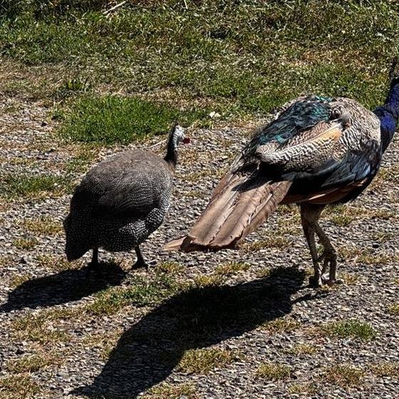 A peacock and a guinea fowl strolling on the gravel